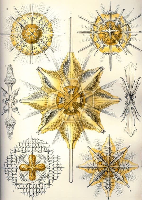 Detailed illustration of bryozoa species showcasing intricate skeletal structures and radial symmetr.