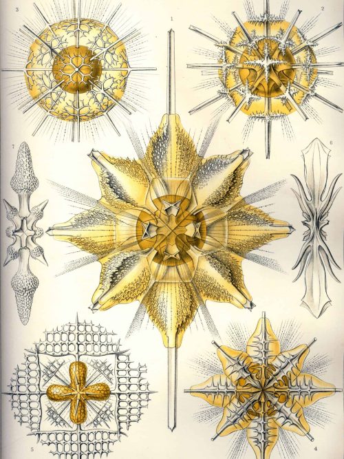 Bryozoa II - Marine Invertebrate Illustration Detailed illustration of bryozoa species showcasing intricate skeletal structures and radial symmetr.