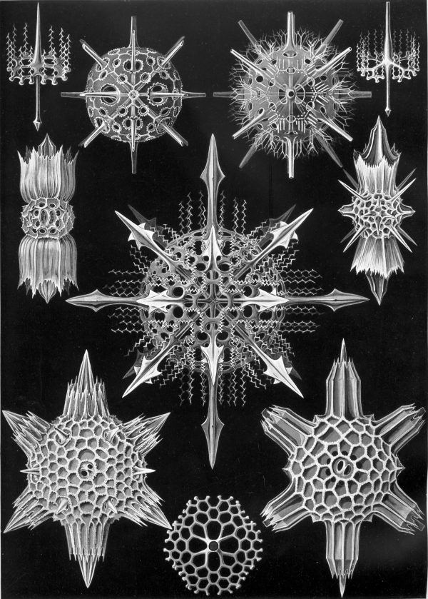 Bryozoa II - Mistward Maps.