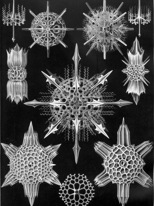 Bryozoa II - Mistward Maps Bryozoa II - Mistward Maps.