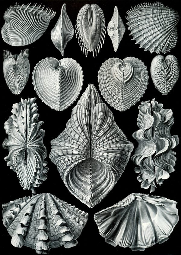 Marine bryozoa shells collection for scientific study and educational purposes. Bryozoa shell illustrations showcasing diverse forms and structures.