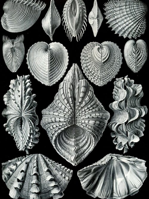 Bryozoa shell illustrations showcasing diverse forms and structures.