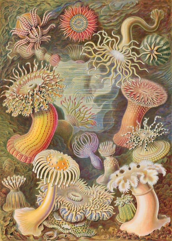 Marine invertebrates and coral formations in a detailed underwater scene.