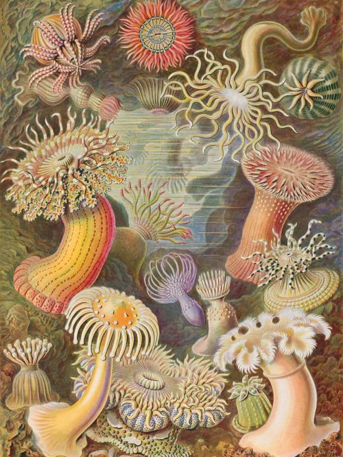 Marine invertebrates and coral formations in a detailed underwater scene.