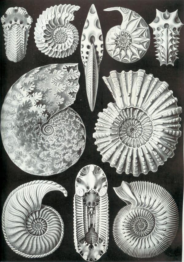 Detailed black and white illustration of fossil Bryozoa and ammonites from Bryozoa II.