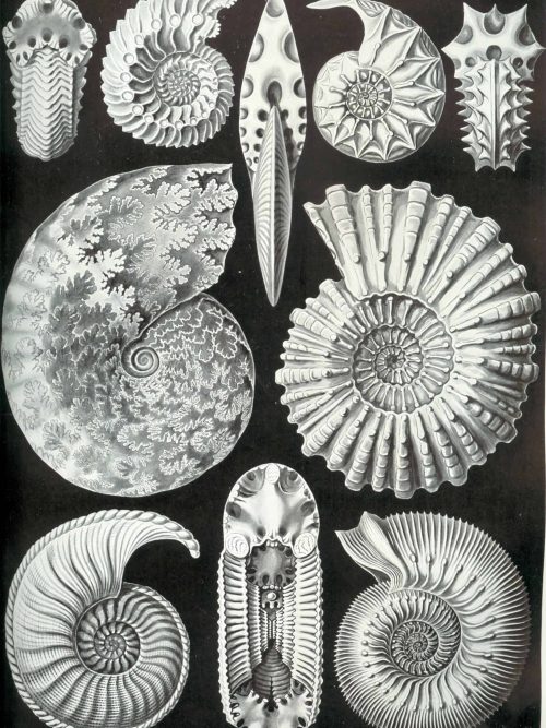 Fossil Bryozoa and Ammonites Collection Detailed black and white illustration of fossil Bryozoa and ammonites from Bryozoa II.