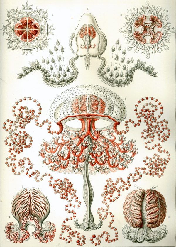 Detailed diagram of bryozoan structures and reproductive features.