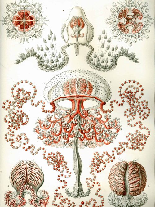 Detailed diagram of bryozoan structures and reproductive features.