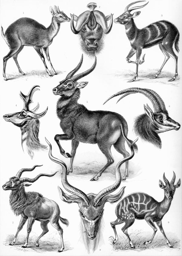 Antelope species illustration with diverse horn structures, related to Bryozoa II.