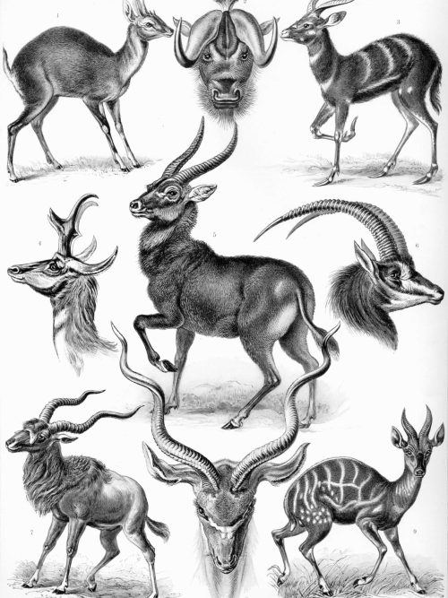 Antelope species illustration with diverse horn structures, related to Bryozoa II.