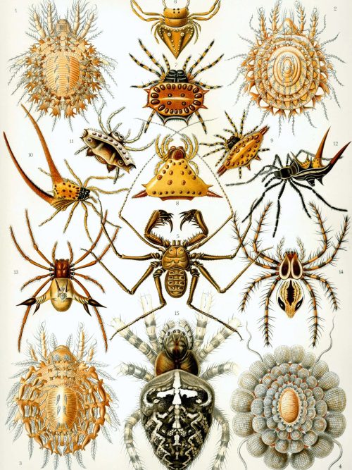 Detailed illustration of bryozoa, crustaceans, and marine invertebrates for educational purposes.