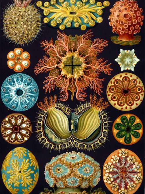 Intricate Bryozoa II Marine Life Map Detailed illustration of Bryozoa species for marine biodiversity mapping.
