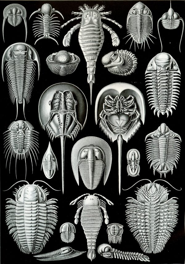 Fossil illustration of various bryozoa species showcasing intricate exoskeleton structures.