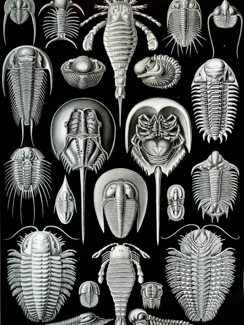 Bryozoa II - Marine Invertebrate Fossil Illustration Fossil illustration of various bryozoa species showcasing intricate exoskeleton structures.