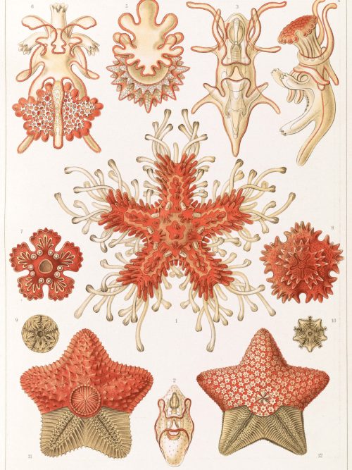 Detailed illustration of various bryozoa species, showcasing their diverse forms and structures for.