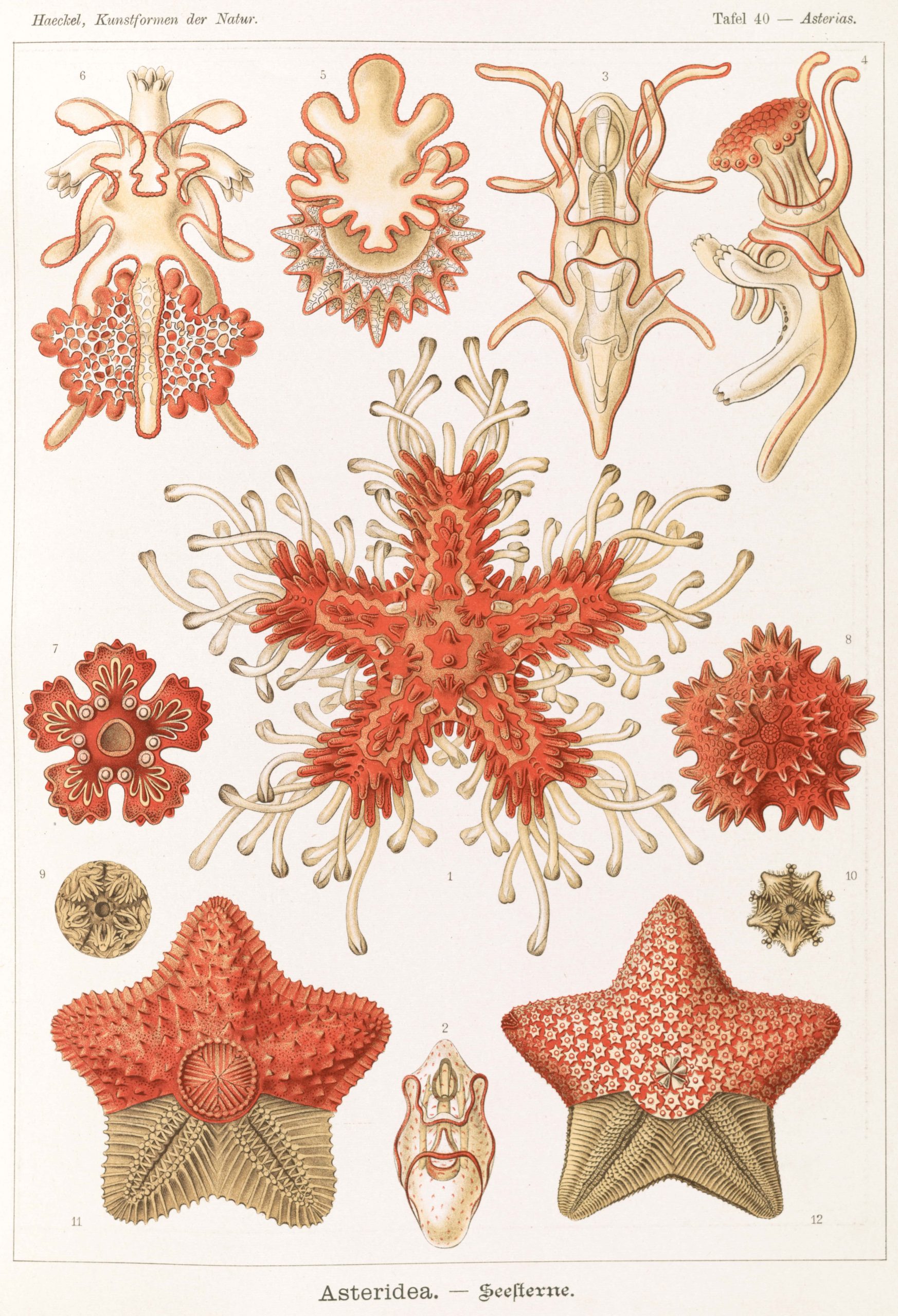 Bryozoa II - Marine Invertebrate Illustration Detailed illustration of various bryozoa species, showcasing their diverse forms and structures for.