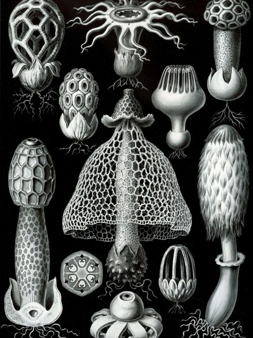 Fossilized bryozoa species from the Bryozoa II collection, showcasing intricate marine invertebrate.