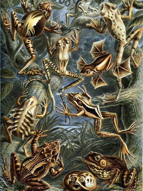 Fossilized amphibians and frogs from Bryozoa II, showcasing detailed prehistoric aquatic life.