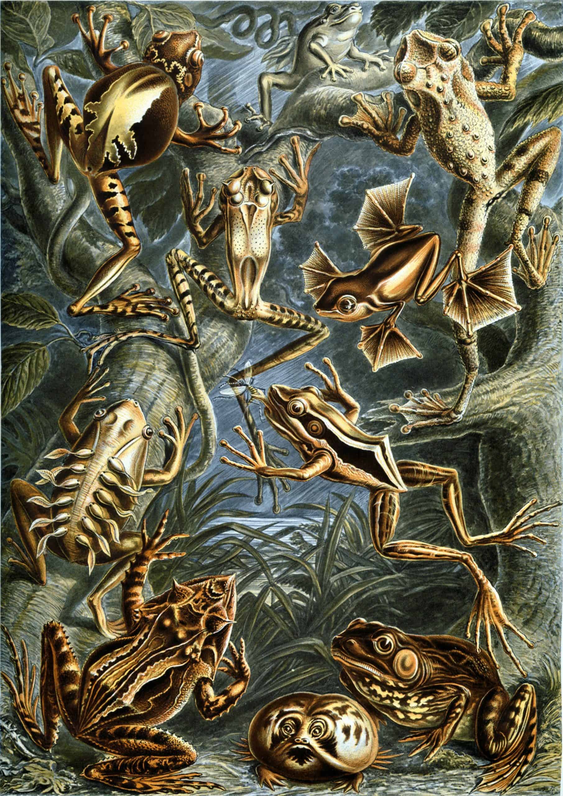 Fossilized amphibians and frogs from Bryozoa II, showcasing detailed prehistoric aquatic life.