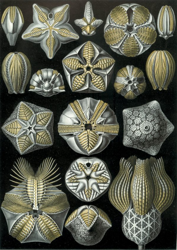 Detailed illustration of fossilized bryozoa species showcasing intricate patterns and structures.