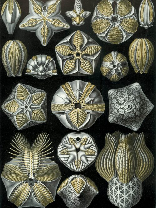Detailed illustration of fossilized bryozoa species showcasing intricate patterns and structures.