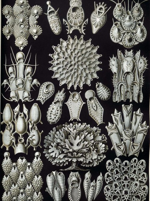 Bryozoa II - Mistward Maps Detailed illustration of bryozoan fossils and marine invertebrates from Mistward Maps.