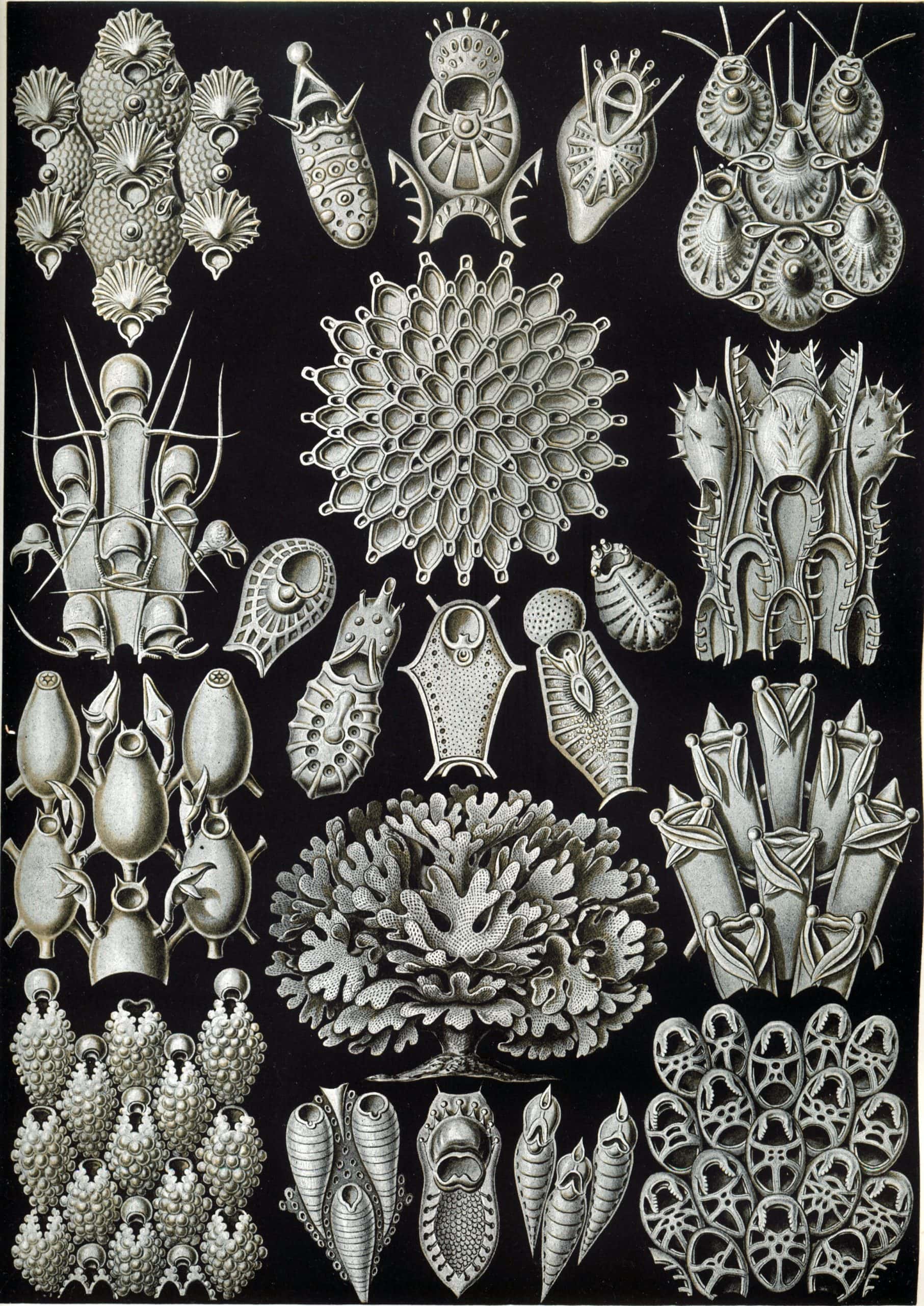 Detailed illustration of bryozoan fossils and marine invertebrates from Mistward Maps.