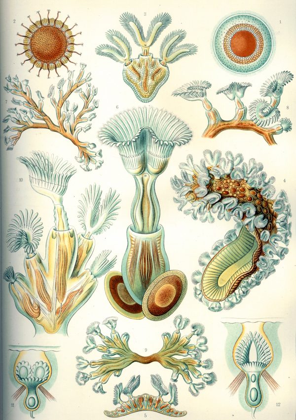 Detailed illustration of bryozoa species highlighting their intricate structures and diversity.