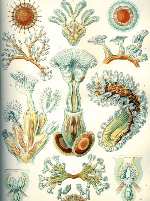 Detailed illustration of bryozoa species highlighting their intricate structures and diversity.