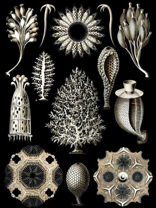 Fossil Cystoidea sea creature illustration for educational and research purposes.