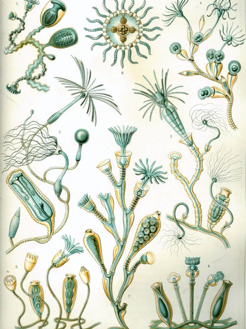 Fossil map of Cystoidea, showcasing ancient marine echinoderms with detailed illustrations.
