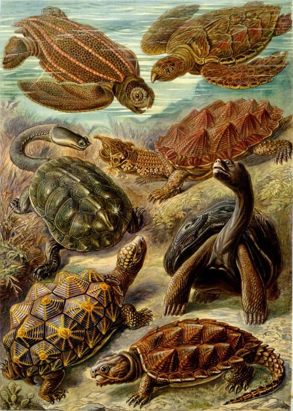 Ancient Cystoidea sea creatures depicted with detailed fossil features.
