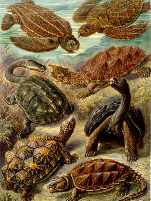 Ancient Cystoidea sea creatures depicted with detailed fossil features.