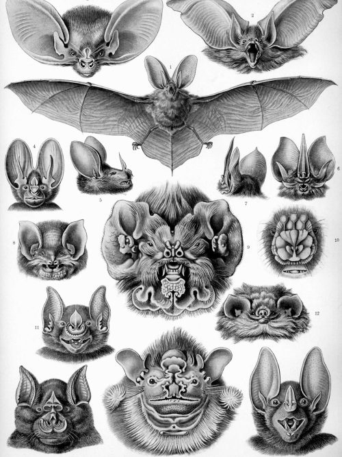 Cystoidea Fossil Illustration Ancient Cystoidea fossil illustration showcasing diverse marine creatures from the Paleozoic era.