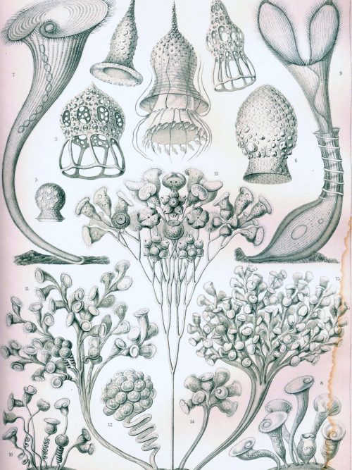 Fossil illustration of Cystoidea, an extinct class of echinoderms with unique body structures.