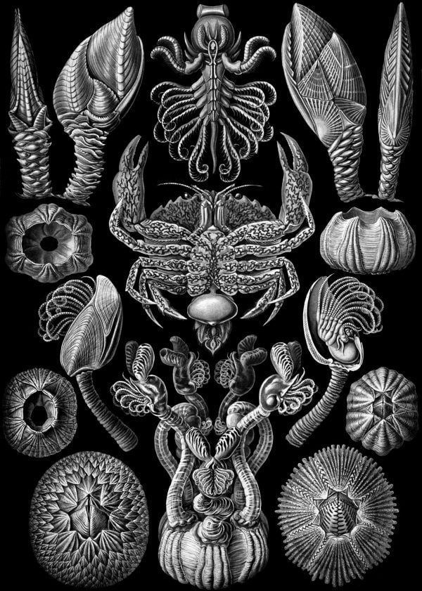 Detailed illustration of Cystoidea fossils and marine invertebrates.