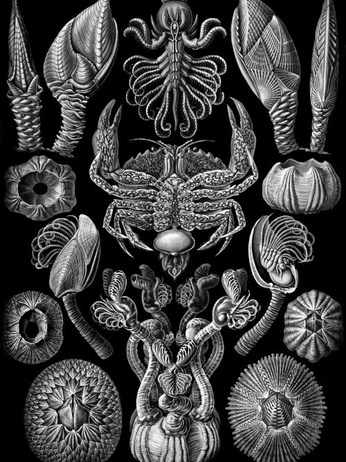 Detailed illustration of Cystoidea fossils and marine invertebrates.