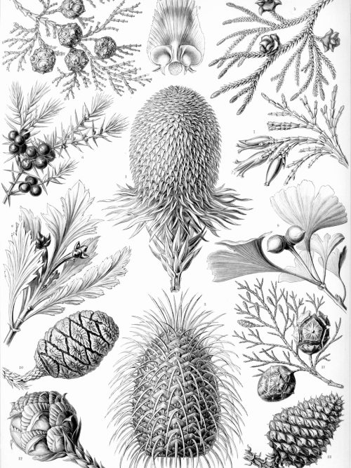 Ancient Cystoidea fossil map with detailed sea creature sketches.