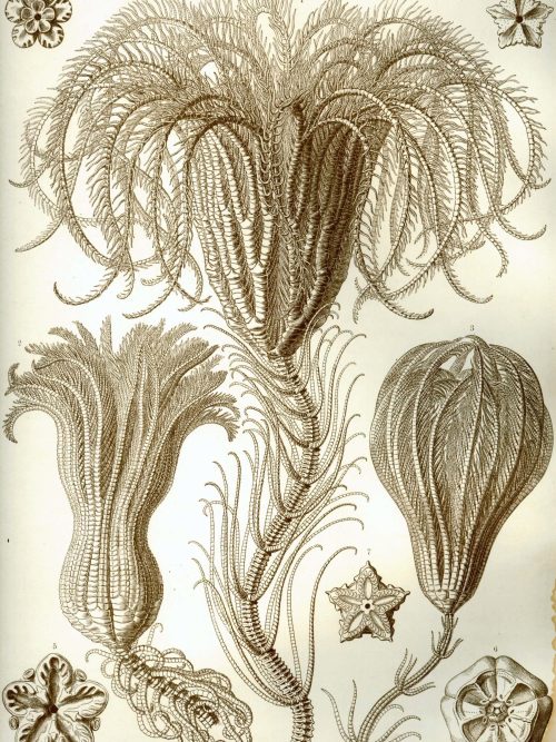 Fossil illustration of Cystoidea, an extinct class of echinoderms with unique body structures.