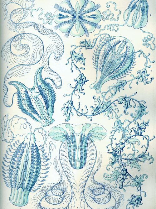 Detailed illustration of Cystoidea fossils with intricate skeletal structures.