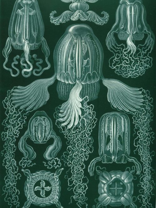 Ancient Cystoidea fossil showcasing unique radial symmetry and intricate details for paleontology en.