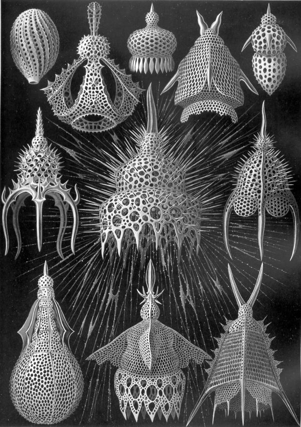 Marine invertebrate illustrations from Mistward Maps, focusing on Cystoidea. Fossil Cystoidea sea creatures with detailed spiny and perforated exteriors.