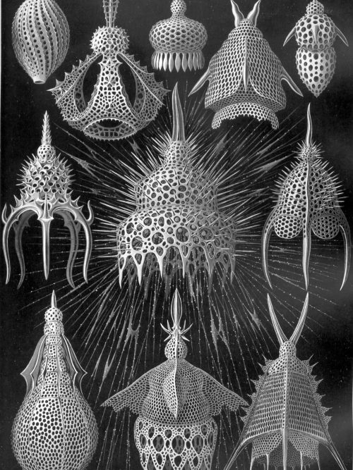 Fossil Cystoidea sea creatures with detailed spiny and perforated exteriors.