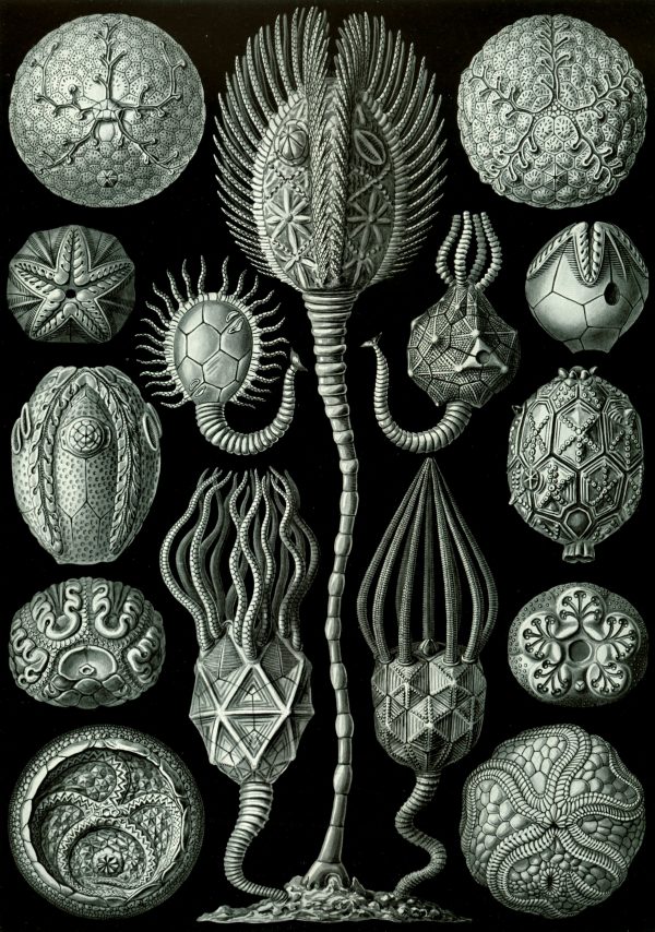 Cystoidea fossil illustrations Fossil Cystoidea sea creatures with detailed spiny and patterned exteriors.