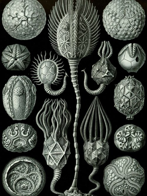 Fossil Cystoidea sea creatures with detailed spiny and patterned exteriors.