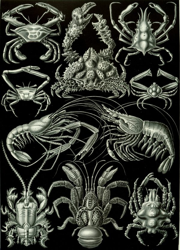 Detailed illustration of various marine crustaceans and sea creatures for Fucoideae.