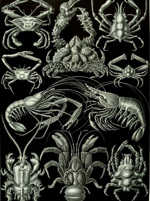 Detailed illustration of various marine crustaceans and sea creatures for Fucoideae.