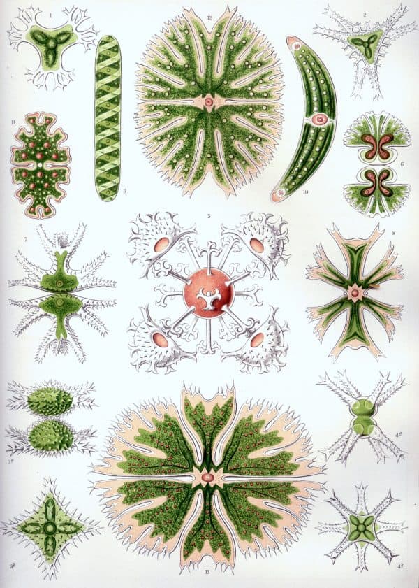 Fucoid algae illustration showing various species and structures for marine biodiversity.