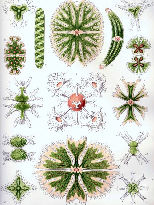 Fucoid algae illustration showing various species and structures for marine biodiversity.