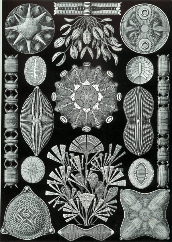 Marine diatom illustrations for Fucoideae classification Diatom illustrations highlighting diverse marine algae species for Fucoideae taxonomy.
